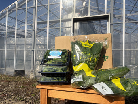 各5個！冬季限定！ネバネバとプチプチのお試しセット『モロヘイヤとアイスプラント』