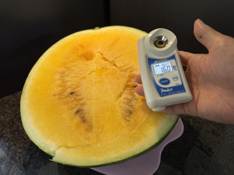 8/17収穫分【訳あり】糖度13-17以上【金色羅皇】『大里果樹園のスイカ』2L-3L