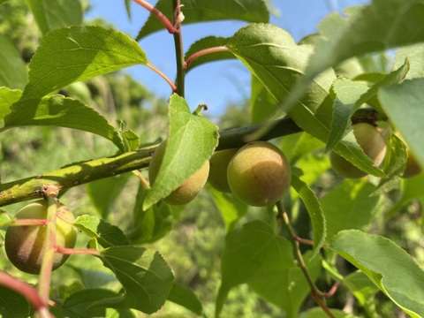 梅干し用　自然栽培　青梅　1kg※クール便