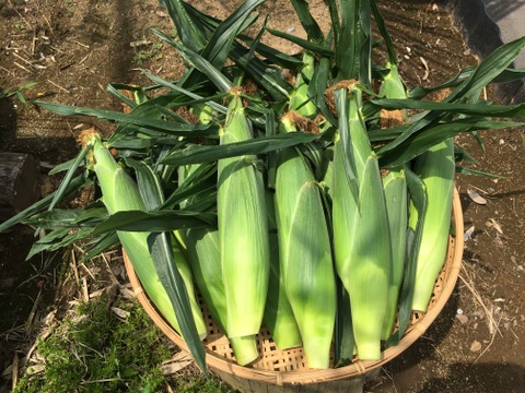 🌽【2025年 夏・限定販売】
花園ファーム直送！ドルチェドリーム LLサイズ 9本セット糖度15～16度！美しい二色の粒が特徴の希少とうもろこし