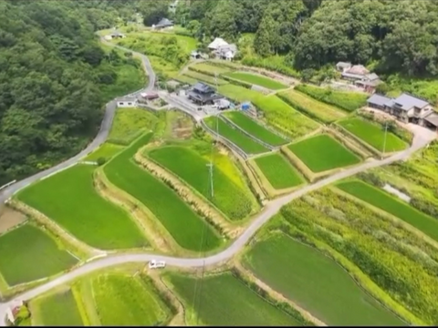 【令和７年新米】岡山県産 にじのきらめき玄米10kgホタル舞う田んぼで育てました。キラつや、ふっくらモチモチ食感で冷めても美味しいご飯になります、白米も可能です。