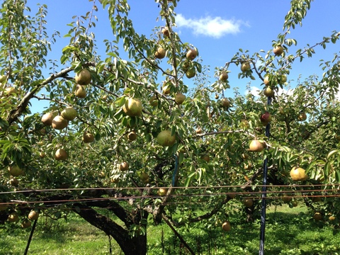 農薬節減!! こだわりラフランス 山形県 3kg×2箱 8〜11玉 ギフトにも 11月上旬〜【冬ギフト】