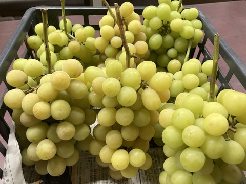 クール便 食べチョク登録記念2025年限定 山梨産 ゴールドシャインマスカット入り！シャインマスカット約1.1kg~1.2kg　【訳あり】最終になります。美味しい食べ方や保存の仕方を同封します！