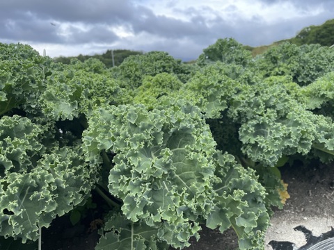 【朝のスムージーに】苦みひかえめ カリーノケールHG 約1kg｜栽培期間中 農薬・化学肥料不使用