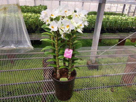 【母の日ギフト】ボリュームのある豪華な蘭をどうぞ 夏の蘭“フォーミディブル”5本立