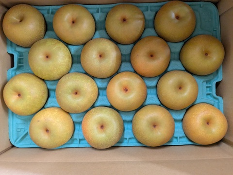 幸水呉羽梨16玉