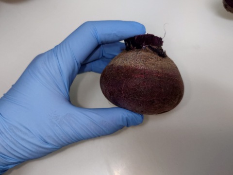 【まとめ買い】道の駅でも大人気❤️🌱生ビーツ5kg｜保存・加工に最適！大容量でお得にお届け