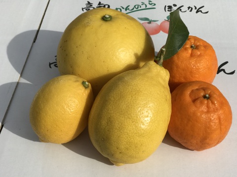 【柑橘食べ比べ】ポンカン2.5kg、土佐文旦1kg、璃の香＋レモン1kg　計４．５kg　化学系農薬不使用の安心を