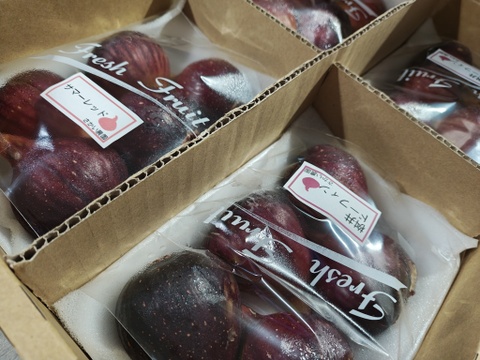 【R7終了】【ご自宅用】朝採り完熟いちじく