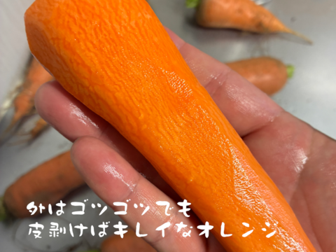 買いたくても入手困難　固定種にんじん2種のセット『筑摩野五寸 & 馬込三寸』(1.8kg)