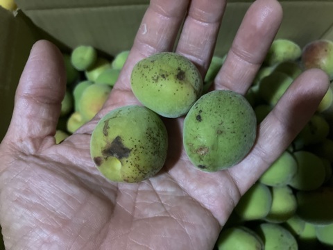 自然栽培♪ 生梅小さめ2kg