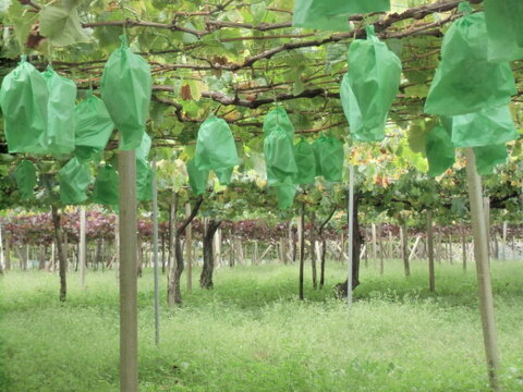 今だけ・完熟シャインマスカット2房（1ｋｇ）