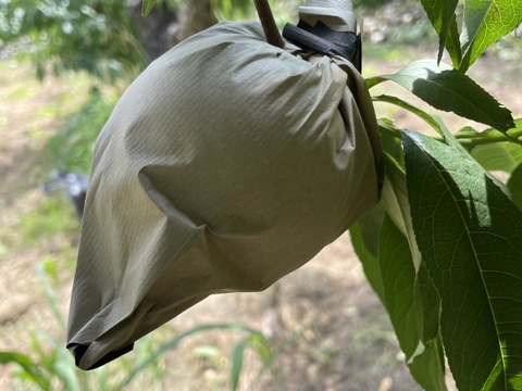 【贈答用】いまや希少品種！「川中島白鳳」3㎏（8～11玉）