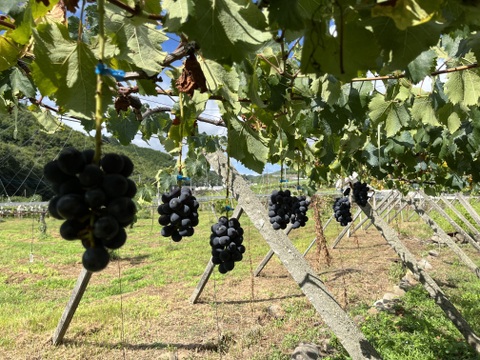 【ご自宅用】巨峰1.2kg箱　THE・黒系の王道品種