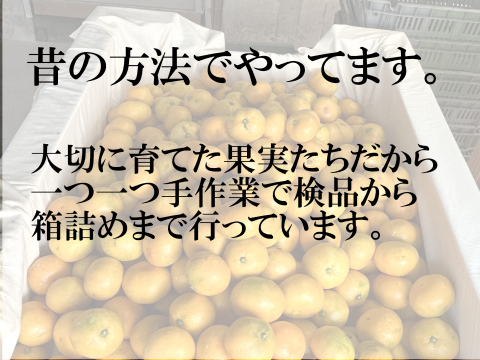 濃厚完熟　大津みかん　ご家庭用・10ｋｇ