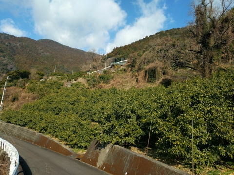 蔵出し貯蔵晩生みかん(2Lサイズ箱込み約3kg)