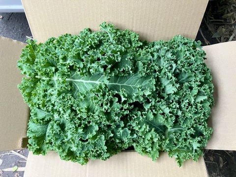 【鹿児島産】甘塩カリーノケール箱込み2キロ^_^