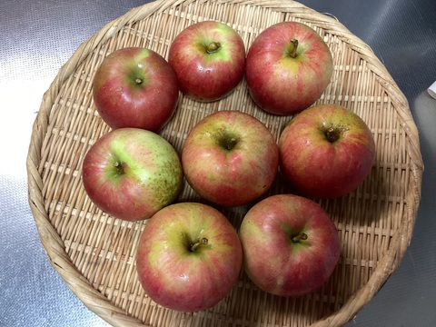 【夏あかり２ｋｇ】夏りんごの革命児。甘くて硬い味の濃いりんご。夏あかり約２ｋｇ。夏山登山のおやつに最適！