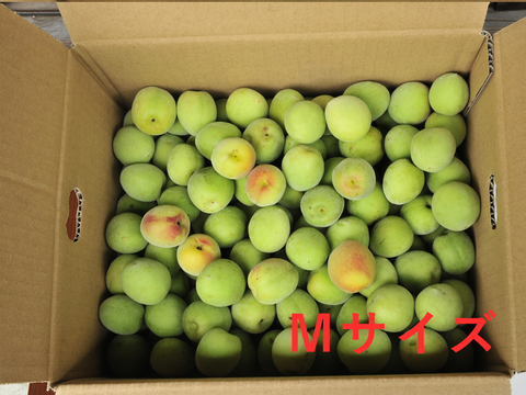 【6月上旬お届け予定】南高梅 3kg 2Lサイズ以上（約3.3~3.7cm） 1400-2l
