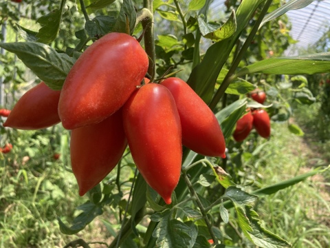 サンマルツァーノ イタリアントマト 2キロ 千葉県産 食べチョク 農家 漁師の産直ネット通販 旬の食材を生産者直送
