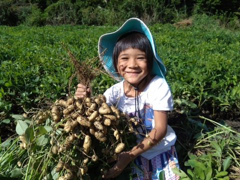 【今が旬！】自然栽培 生落花生 おおまさり 3kg 【常温】