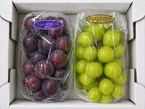 全国 送料無料！種無し皮ごと食べれる糖度16度〜20度以上『シャインマスカット・ニューピオーネ』800g以上2房セット箱入り