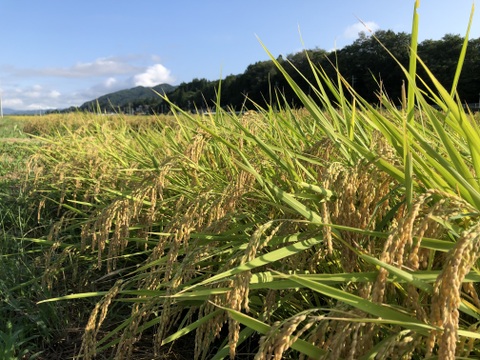 新米コシヒカリ30キロ　北アルプス　安曇野産【冬ギフト】
