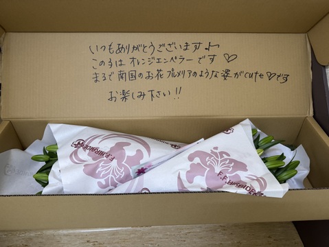 【簡易包装】オレンジエンペラー5本束■AOT系■まるで南国のお花のプルメリアみたい❤