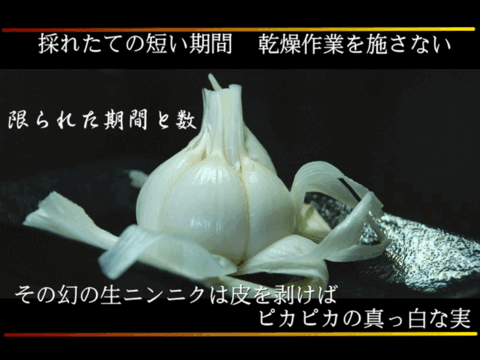 期間限定 採れたて新鮮！幻の「生にんにく」Lサイズ 訳あり 1kg