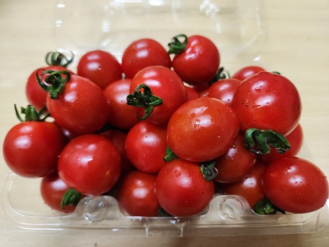 ステラミニトマト1kg 【甘くて美味しい貴重な固定種🍅】