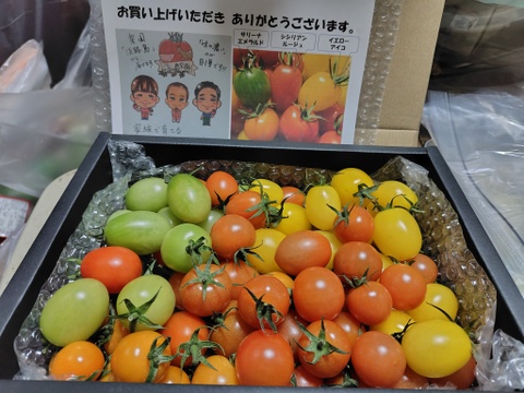 カラフルで甘いミニトマトの【おまかせ】詰め合わせセット（１ｋｇ） 新鮮配送！ 完熟ツヤツヤ！魔法の美味しさ！
