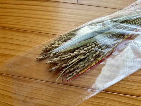 【山形県産雪若丸・稲穂飾り】お正月飾り・稲穂飾り　雪若丸稲穂30本　赤金水引　フラワーデザイナーのいる農家