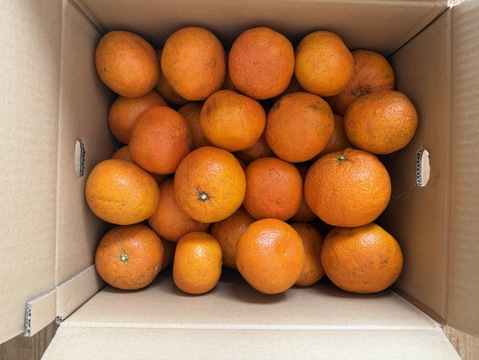 せとうちの島育ち！ えひめ中島いよかん 10kg