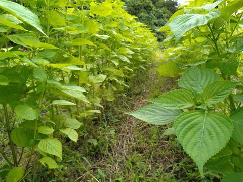 すっきり＆きりっとした香り！ミント＆えごま葉茶