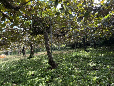 国東半島の地下水で育った栄養満点のキウイを直接お届け！『国東産キウイ』2.5kg　ヘイワード（16〜30個）