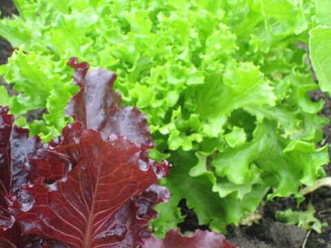 ”プロアスリート監修”　蒜山高原産　トウモロコシ　ドルチェ 4.5kg(９本～１２本）必ずクール便を選択してください（2025年度は8月10日まで）