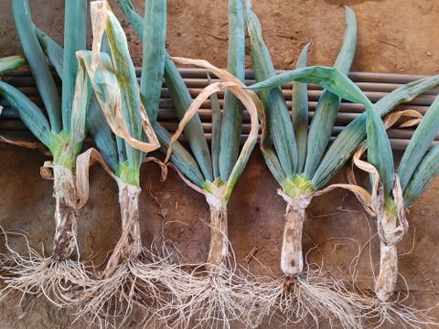 ✨世界に一つだけのプレミアム野菜便（農薬・化成肥料不使用）✨あなたの「欲しい」が詰まった一箱。わがままを叶えるオーダーメイド野菜便🥬