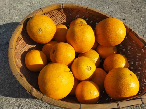 【期間限定】ジューシーな大三島ネーブルオレンジ(5kg)