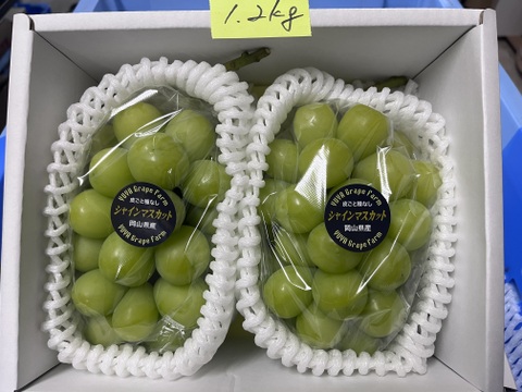 大粒！高糖度！岡山県産シャインマスカット1.2kg(2房入)