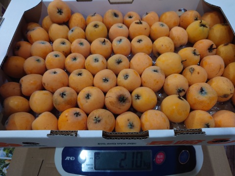 【加工用】露地びわ×2ケース『最終受付です！』