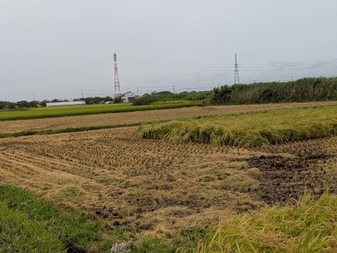 【令和7年新米】早生米（発送可）　五百川　5kg（精米）