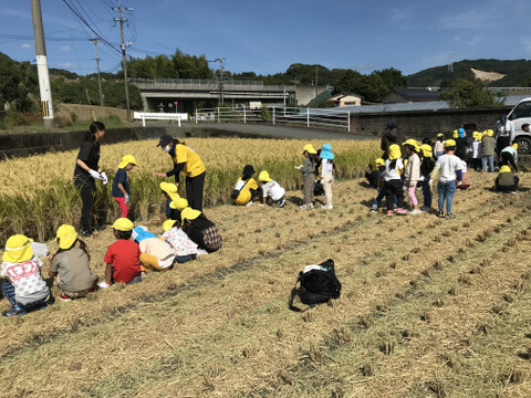 農薬不使用栽培・ヒノヒカリ白米5㎏（令和6年10月収穫・未検査米）