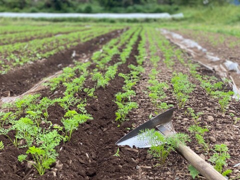農薬・化学肥料不使用！リコピンいっぱい！赤色の京くれない人参5kg！