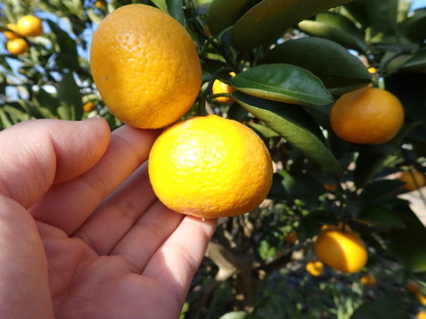 もぎたて 花良治(けらじ)みかん  約1.6㎏