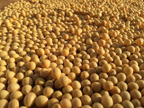 自然農法で大事に育てた大豆1kg