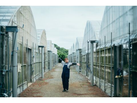 【夏ギフト】ぷすぷすプレミアムマンゴー2キロ（4～5玉）