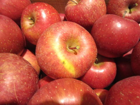 お買い得 サンふじ 家庭用 総重量 約9.5kg 青森県 南部地方産 自家りんご農園生産直送品！