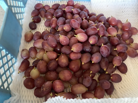 お得！訳ありシャイン&ルージュ粒パック　約500g（2パック）