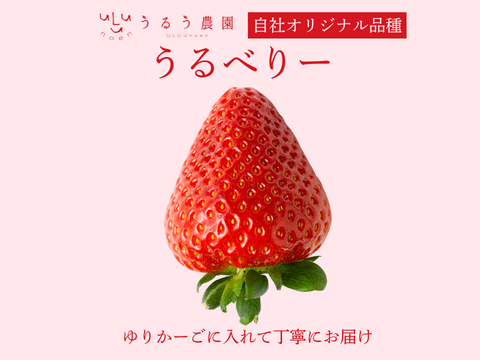 【予約販売 2026年11月下旬～順次発送】うるう農園オリジナル品種 真っ赤な【うるべりー】220g×10パック