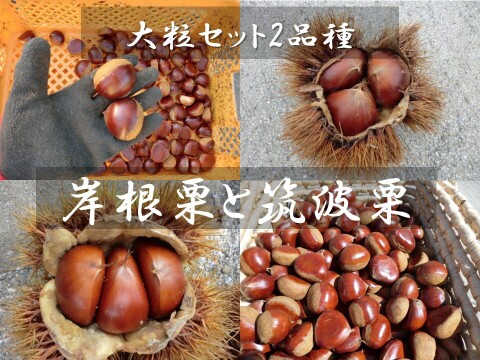 【甘みの上がった栗 食べ比べ 大粒セット】岸根と筑波栗大粒　農薬不使用栽培　900g